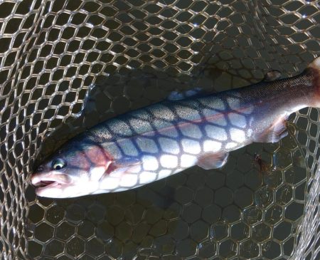 大安トラウトレイク釣果